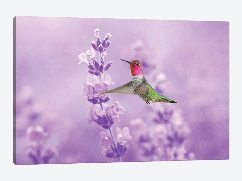 Anna's Hummingbird In Field Of Lavender by Laura D Young 1-piece Canvas Print
