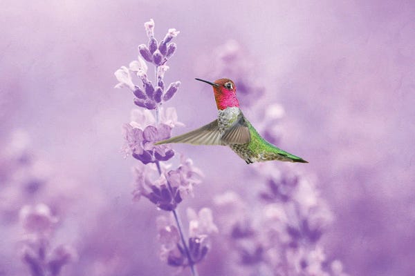Herbs: Anna's Hummingbird In Field Of Lavender by Laura D Young