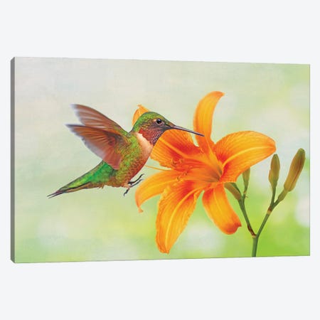 Hummingbird And Orange Day Lily Canvas Print #LDY40} by Laura D Young Canvas Art