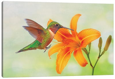 Hummingbird And Orange Day Lily Canvas Art Print - Laura D Young