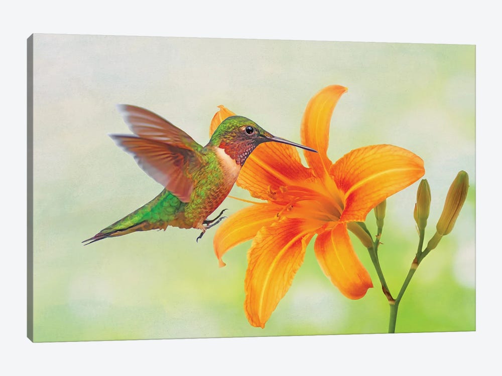 Hummingbird And Orange Day Lily by Laura D Young 1-piece Canvas Print
