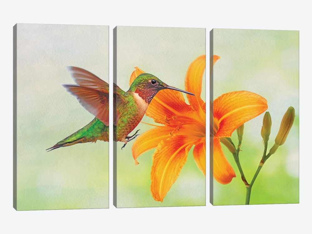 Hummingbird And Orange Day Lily by Laura D Young 3-piece Canvas Art Print