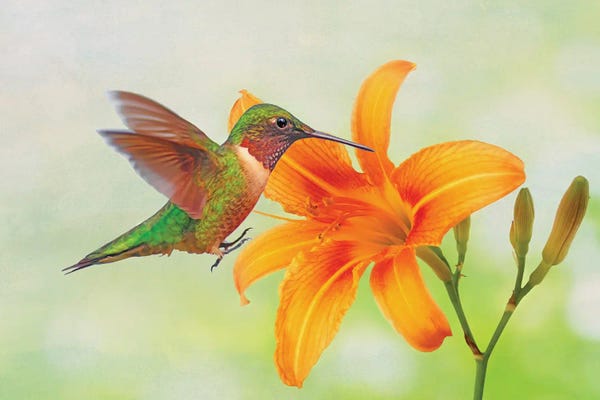 Hummingbirds: Hummingbird And Orange Day Lily by Laura D Young