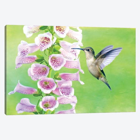 Ruby Throated Hummingbird And Foxglove Canvas Print #LDY42} by Laura D Young Canvas Wall Art
