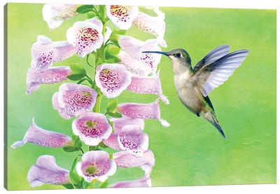 Ruby Throated Hummingbird And Foxglove Canvas Art Print - Laura D Young