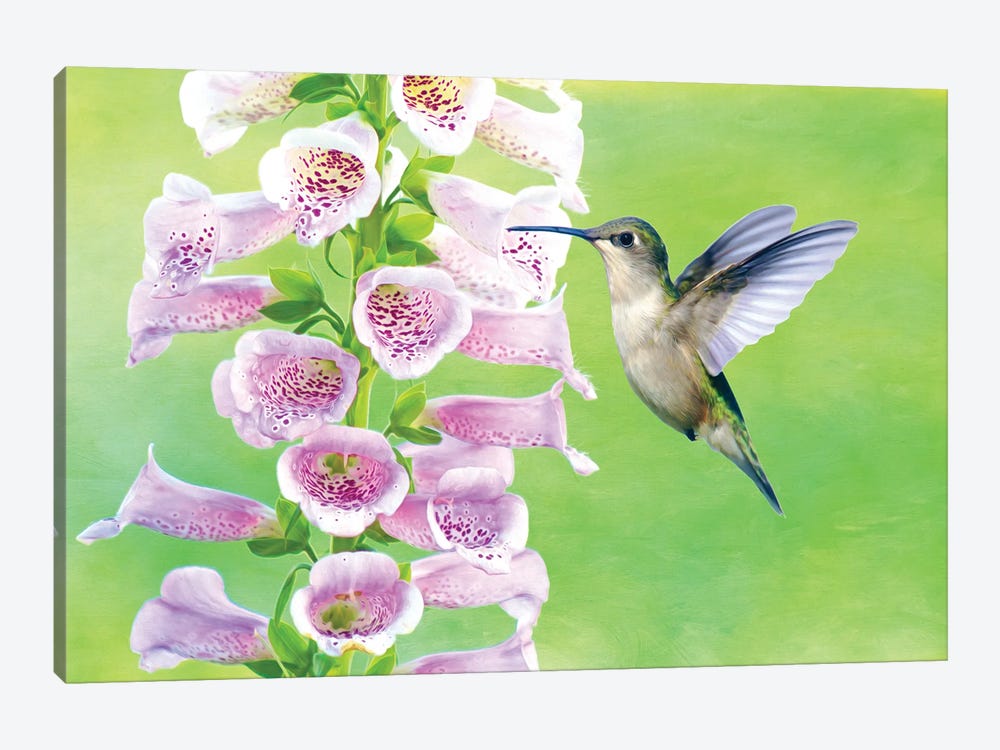 Ruby Throated Hummingbird And Foxglove by Laura D Young 1-piece Canvas Print