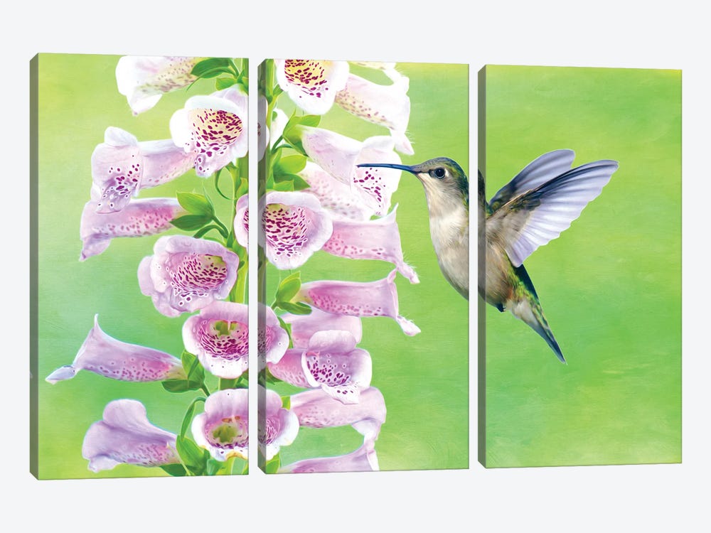 Ruby Throated Hummingbird And Foxglove by Laura D Young 3-piece Art Print