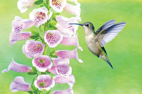 Hummingbirds: Ruby Throated Hummingbird And Foxglove by Laura D Young
