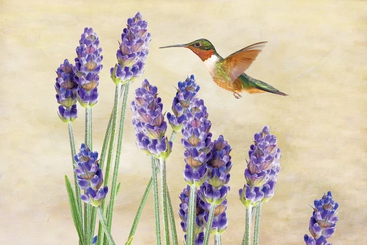 Hummingbird And Lavender by Laura D Young wall art