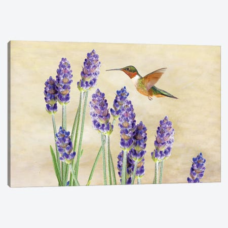 Hummingbird And Lavender Canvas Print #LDY43} by Laura D Young Canvas Art
