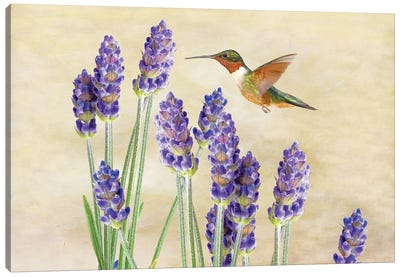 Hummingbird And Lavender Canvas Art Print - Laura D Young