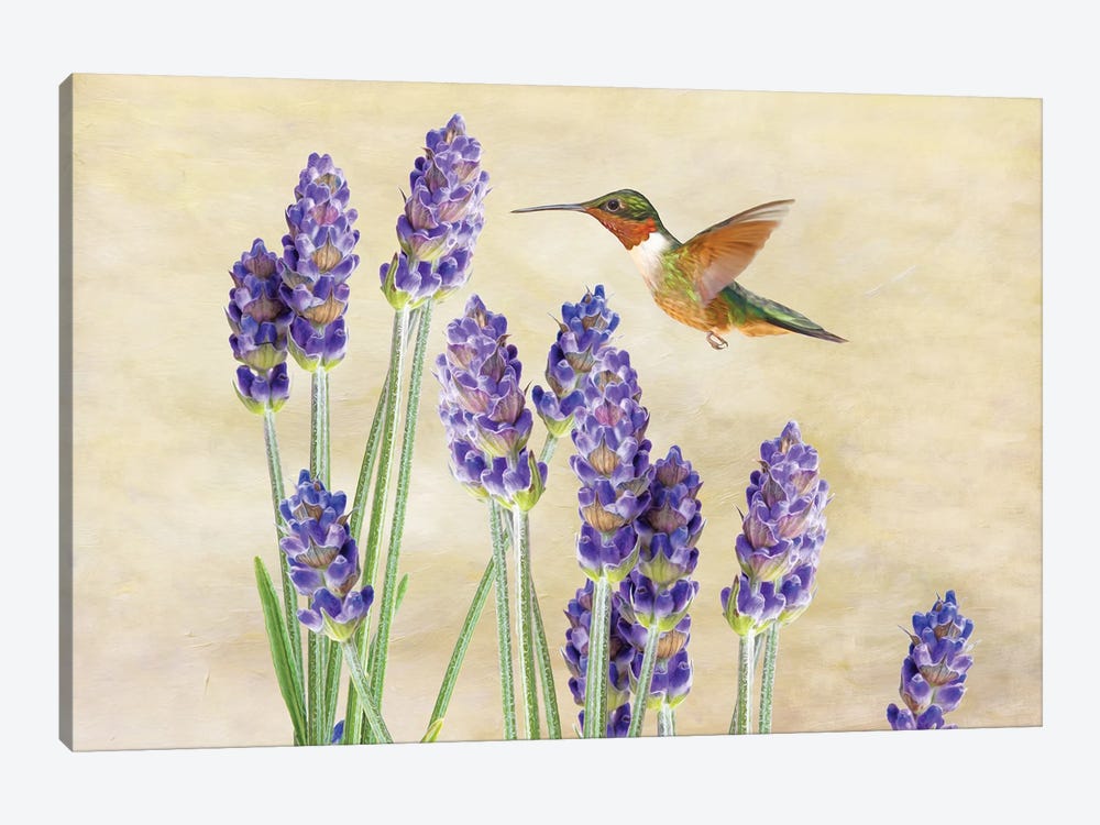 Hummingbird And Lavender by Laura D Young 1-piece Canvas Wall Art