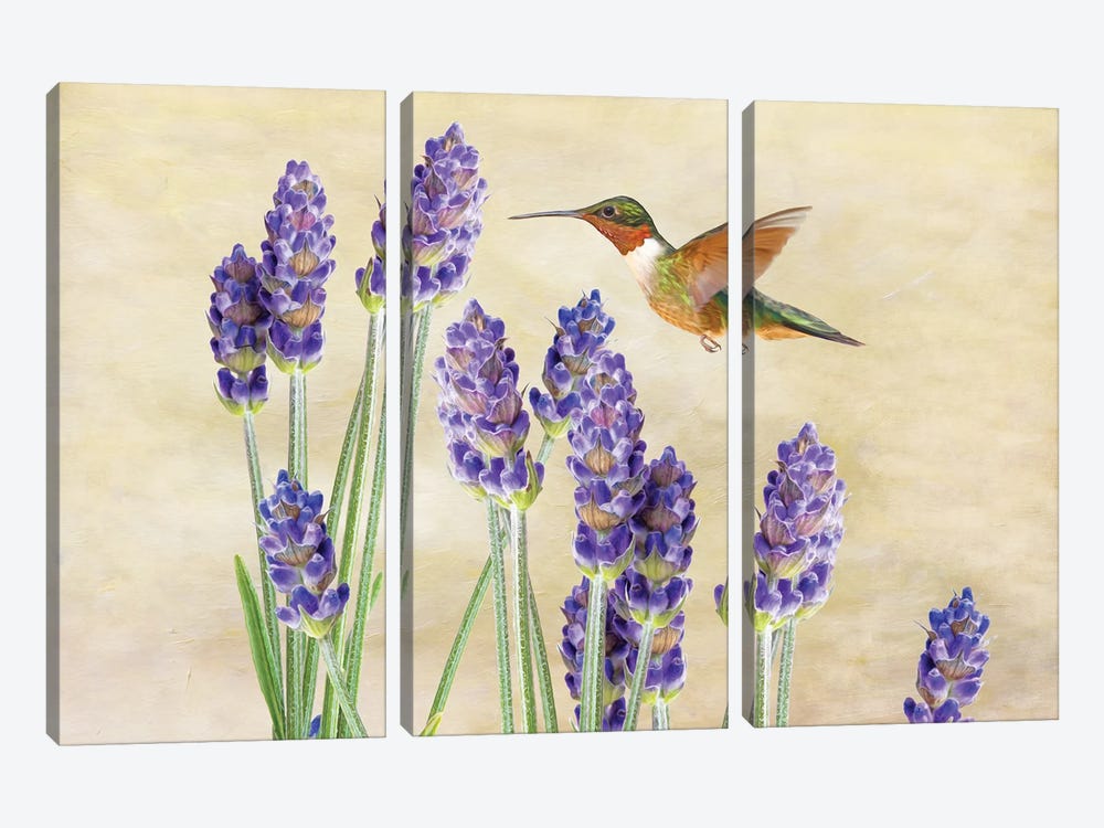Hummingbird And Lavender by Laura D Young 3-piece Canvas Art