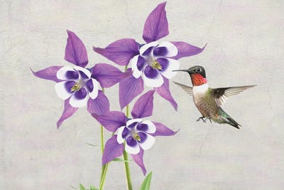 Hummingbird And Columbine Flowers by Laura D Young canvas print