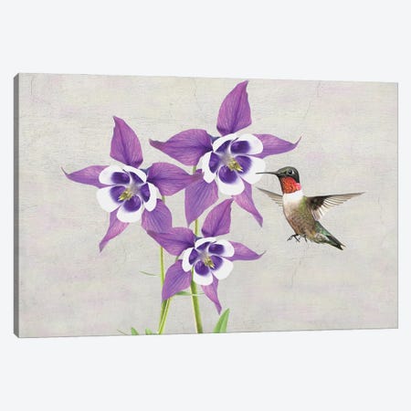 Hummingbird And Columbine Flowers Canvas Print #LDY44} by Laura D Young Art Print