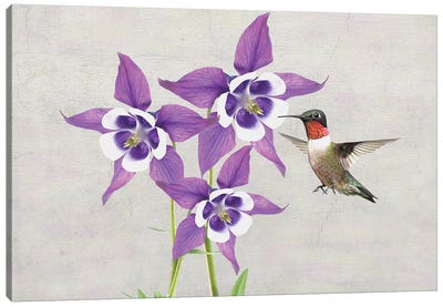 Hummingbird And Columbine Flowers Canvas Art Print - Laura D Young