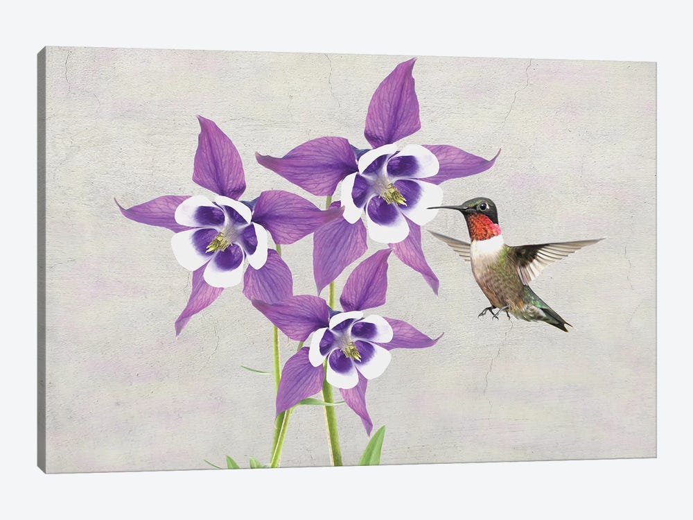 Hummingbird And Columbine Flowers by Laura D Young 1-piece Art Print