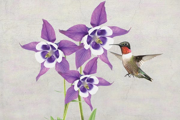 Laura D Young: Hummingbird And Columbine Flowers by Laura D Young