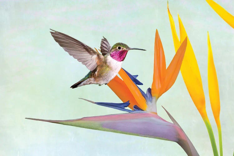 Hummingbird And Bird Of Paradise Flower by Laura D Young wall art