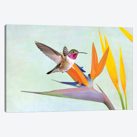 Hummingbird And Bird Of Paradise Flower Canvas Print #LDY45} by Laura D Young Canvas Art Print