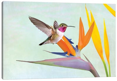 Hummingbird And Bird Of Paradise Flower Canvas Art Print - Laura D Young
