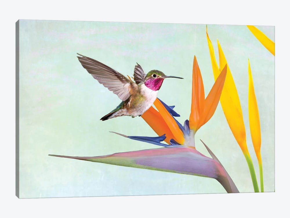 Hummingbird And Bird Of Paradise Flower by Laura D Young 1-piece Canvas Wall Art