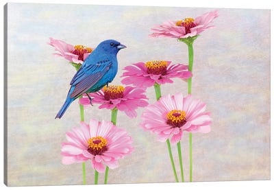 Indigo Bunting In The Zinnia Patch Canvas Art Print - Laura D Young