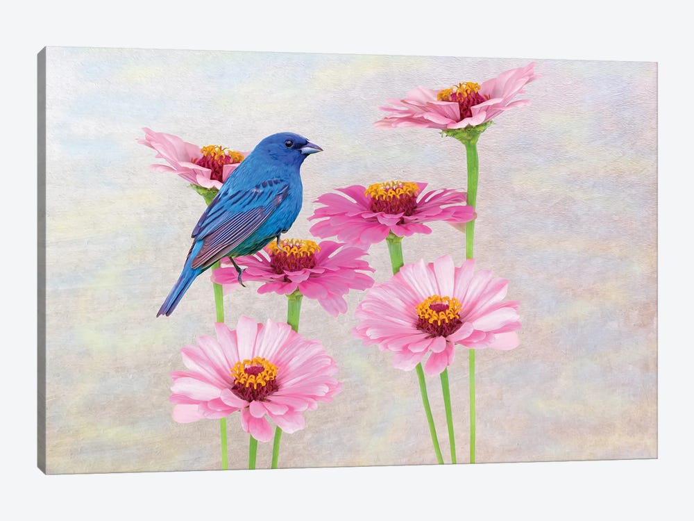 Indigo Bunting In The Zinnia Patch by Laura D Young 1-piece Art Print