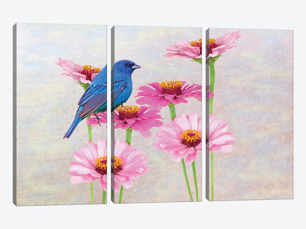 Indigo Bunting In The Zinnia Patch by Laura D Young 3-piece Canvas Print