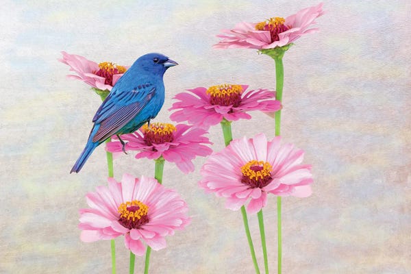 Laura D Young: Indigo Bunting In The Zinnia Patch by Laura D Young