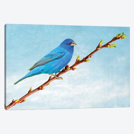 Indigo Bunting On Apricot Branch Canvas Print #LDY47} by Laura D Young Canvas Art Print