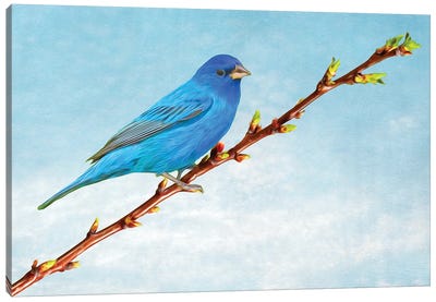 Indigo Bunting On Apricot Branch Canvas Art Print - Laura D Young