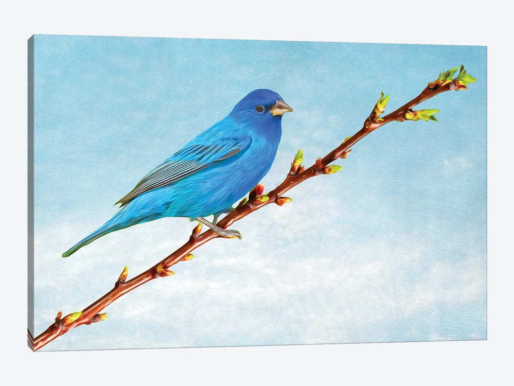 Indigo Bunting On Apricot Branch by Laura D Young 1-piece Canvas Artwork