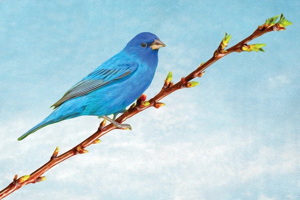 Laura D Young: Indigo Bunting On Apricot Branch by Laura D Young