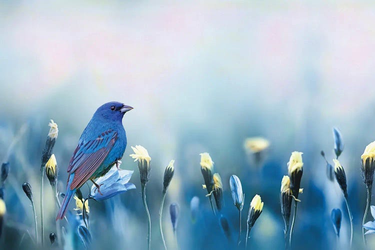 Indigo Bunting Spring by Laura D Young wall art