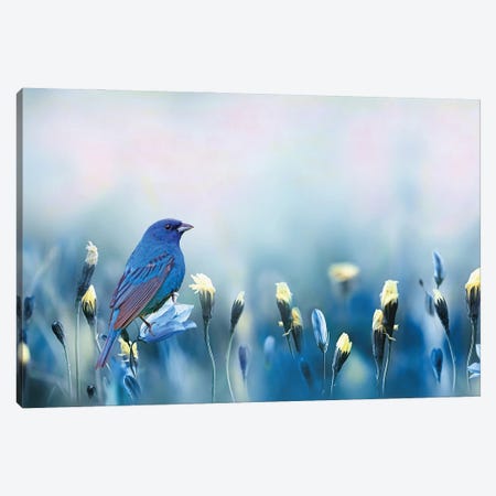 Indigo Bunting Spring Canvas Print #LDY48} by Laura D Young Canvas Wall Art