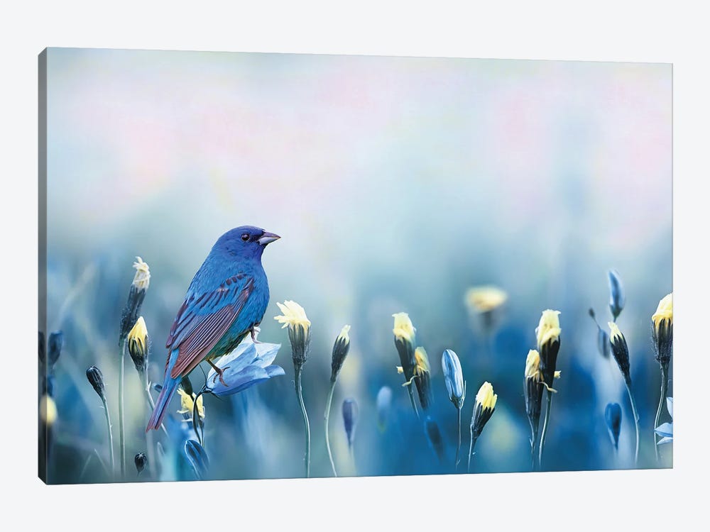 Indigo Bunting Spring by Laura D Young 1-piece Canvas Print