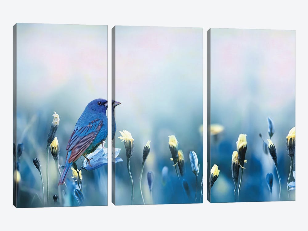 Indigo Bunting Spring by Laura D Young 3-piece Canvas Art Print