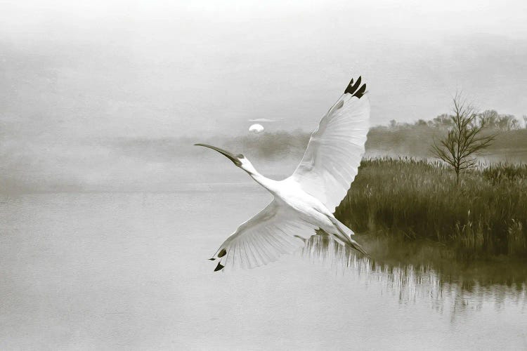 Ibis In Flight At Sunset