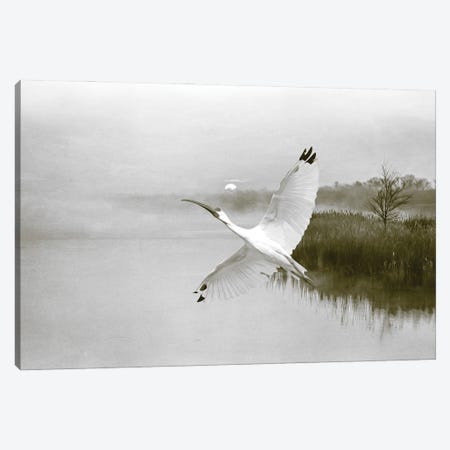 Ibis In Flight At Sunset Canvas Print #LDY49} by Laura D Young Canvas Artwork