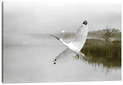 Ibis In Flight At Sunset Canvas Art Print - Laura D Young