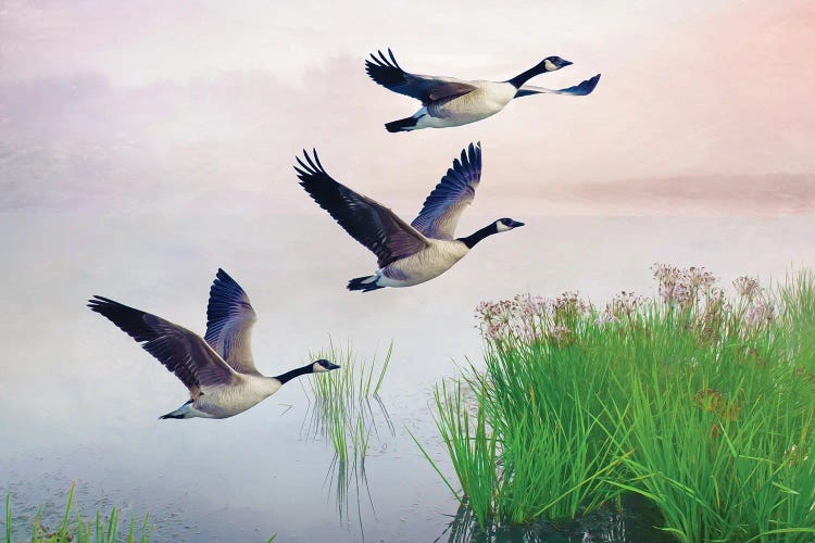 Canada Geese On Misty Pond