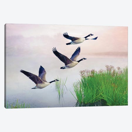 Canada Geese On Misty Pond Canvas Print #LDY4} by Laura D Young Canvas Artwork