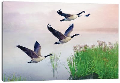 Canada Geese On Misty Pond Canvas Art Print - Goose Art