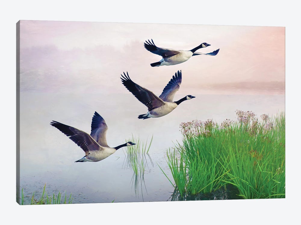 Canada Geese On Misty Pond by Laura D Young 1-piece Canvas Art