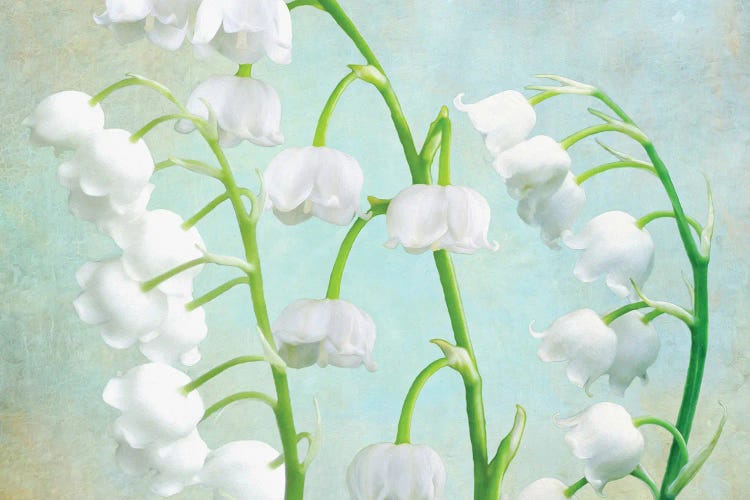 Lily Of The Valley