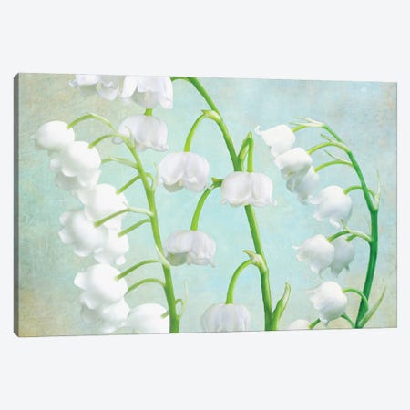 Lily Of The Valley Canvas Print #LDY51} by Laura D Young Canvas Print