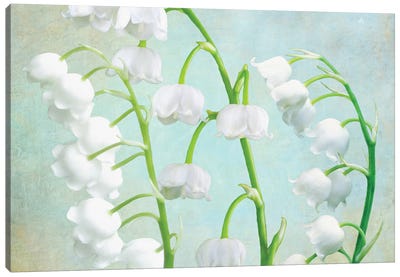 Lily Of The Valley Canvas Art Print - Laura D Young