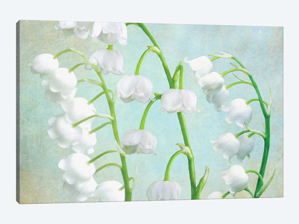 Lily Of The Valley by Laura D Young 1-piece Canvas Print