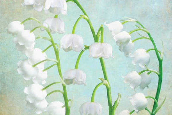 Lilies: Lily Of The Valley by Laura D Young